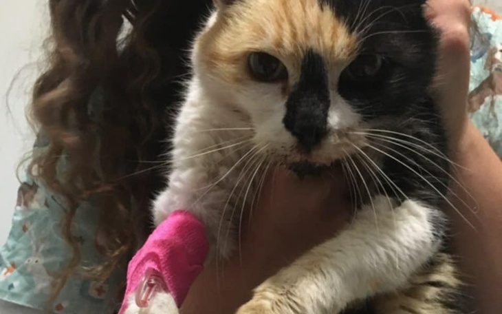 Kot z opatrunkiem, trzymany przez osobę, w tle szpital.