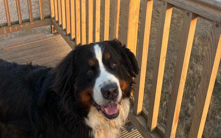 Szczęśliwy pies rasy bernardyn na drewnianym tarasie.