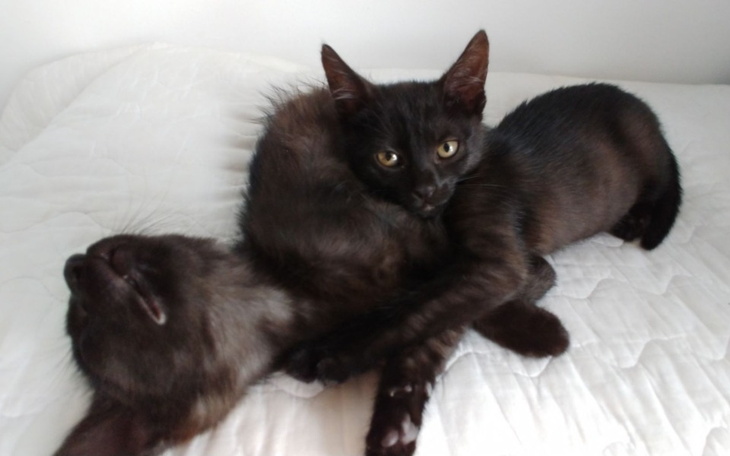 Zbiórka Uratuj mojego braciszka Salema - zdjęcie główne