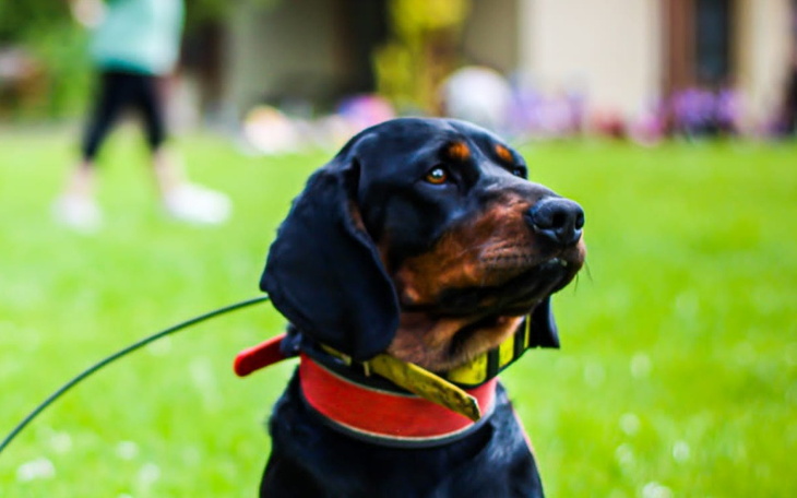 Zbiórka Zadra - pies do pracy z dziećmi - zdjęcie główne