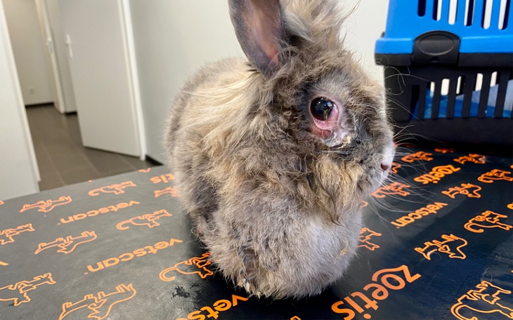 Zbiórka Cierpiąca Marylka - zdjęcie główne