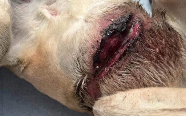 Zbiórka Metrowy łańcuch i szelki - zdjęcie główne