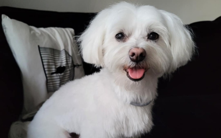 Biały pies z uśmiechem, siedzący na kanapie.