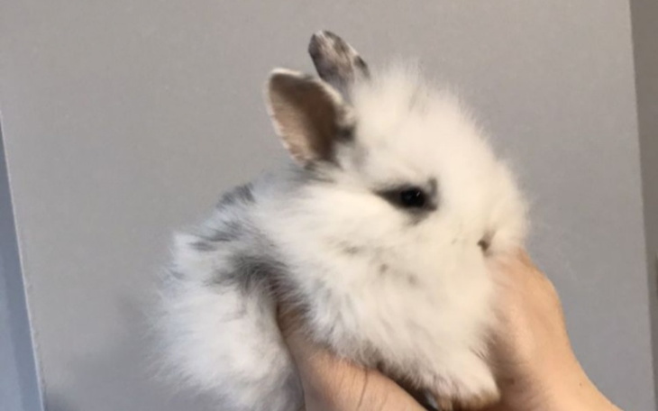 Zbiórka Zbieram na królika bardzo daleko - zdjęcie główne