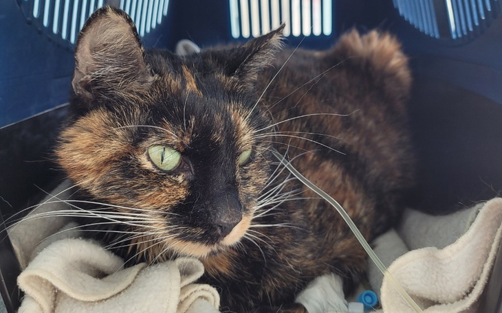 Zbiórka Razem z Pipi walczymy o życie - zdjęcie główne