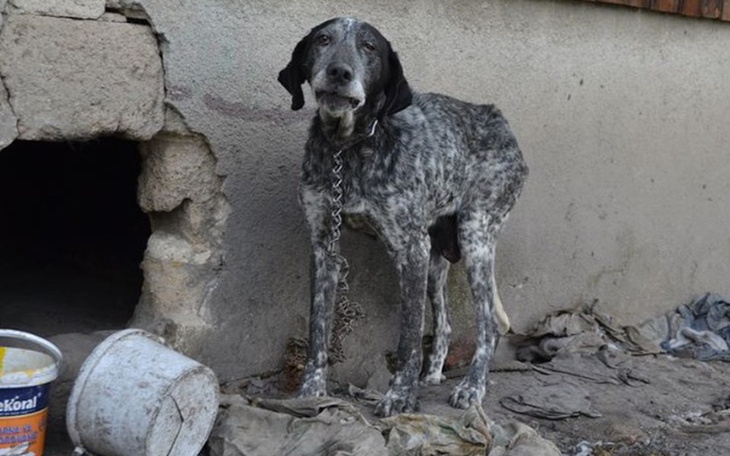 Pies w złym stanie, stojący obok zniszczonego budynku.