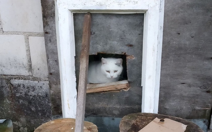 Zbiórka Koty karmione chlebem - pomocy - zdjęcie główne