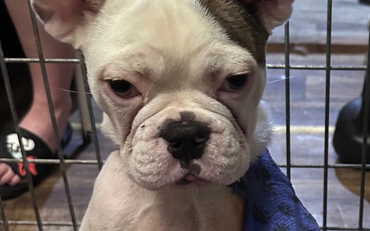 Smutny piesek w klatce, czekający na nowy dom.