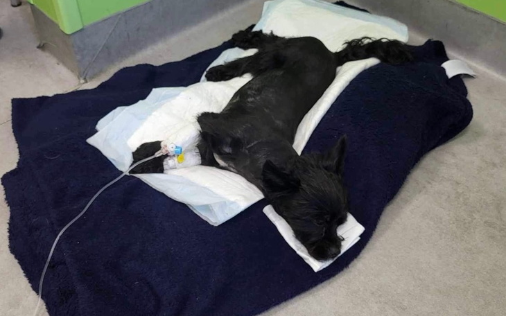 Zbiórka Niuniuś niedowład kończyn - zdjęcie główne