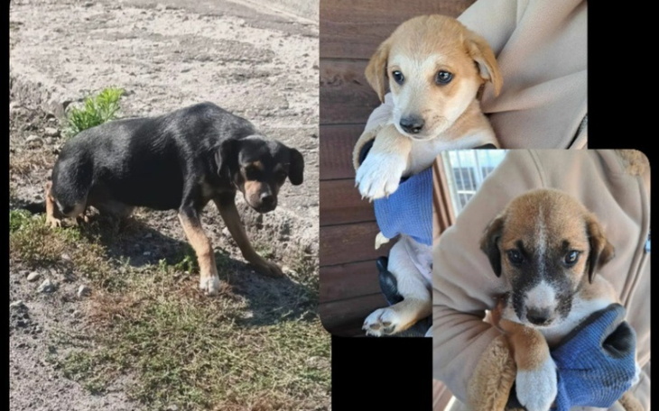 Zbiórka Wysyp bezdomności - zdjęcie główne