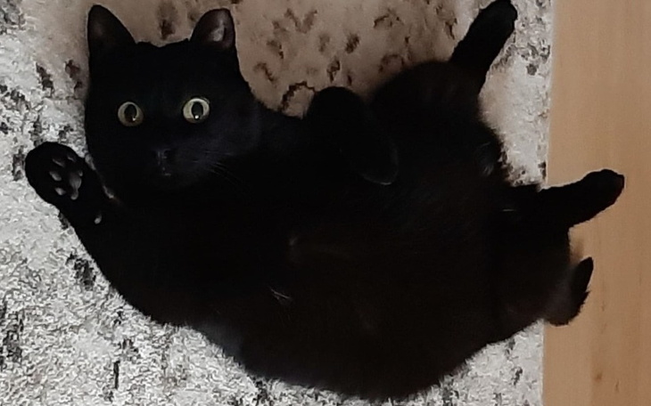 Zbiórka Diagnostyka i leczenie Czarnulki - zdjęcie główne