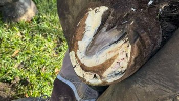 Zbiórka KOPYTO - serce konia <3 - miniaturka zdjęcia