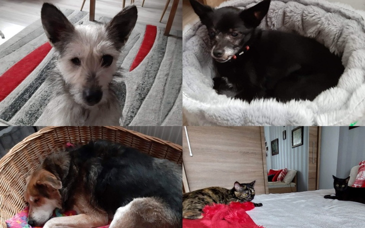 Zbiórka Cel,karma dla psów i kotów chory - zdjęcie główne