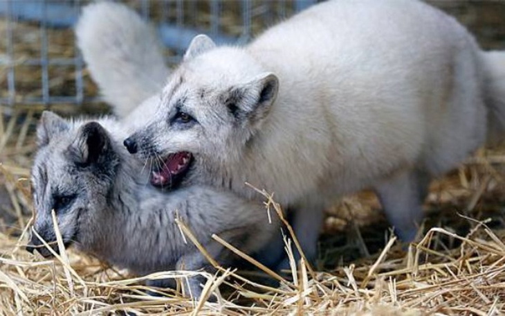 Dwa białe lisy bawiące się w słomie, symbolizujące dziką przyrodę.
