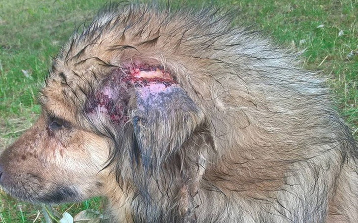 Zbiórka Pomóżmy go ocalić. - zdjęcie główne