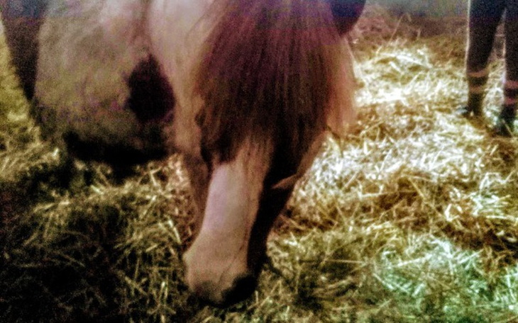 Zbiórka Srokata kucynka czeka na cud - zdjęcie główne