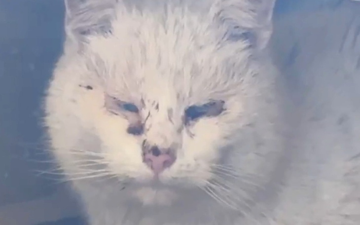 Biały kot z brudną sierścią, z zamkniętymi oczami.