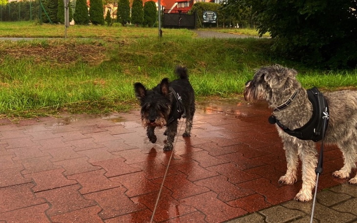 Zbiórka Na leczenie moich psiaków - zdjęcie główne