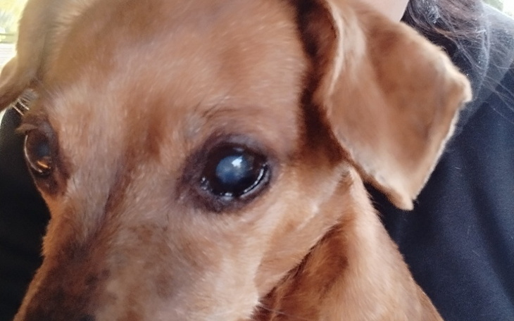 Zbiórka Moj pies - zdjęcie główne