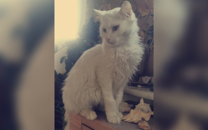 Zbiórka Kokos i jego zagadka - zdjęcie główne