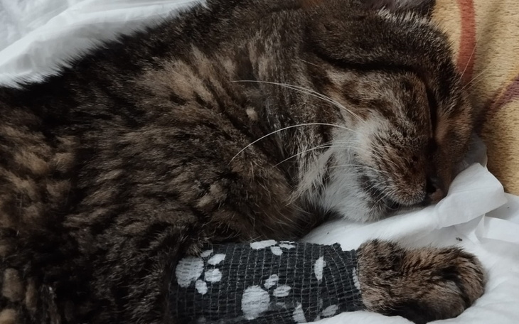 Zbiórka Ratowanie życia kociego anioła - zdjęcie główne