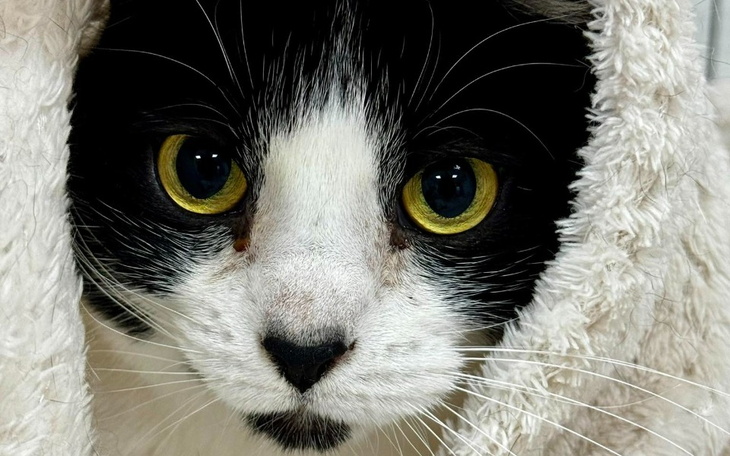 Zbiórka Bazarek KOTkanciapy - zdjęcie główne