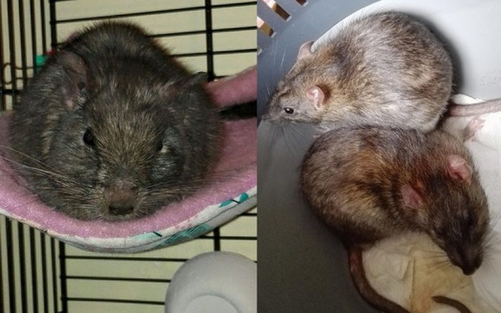 Zbiórka Arya i szczury Wrocławia - zdjęcie główne