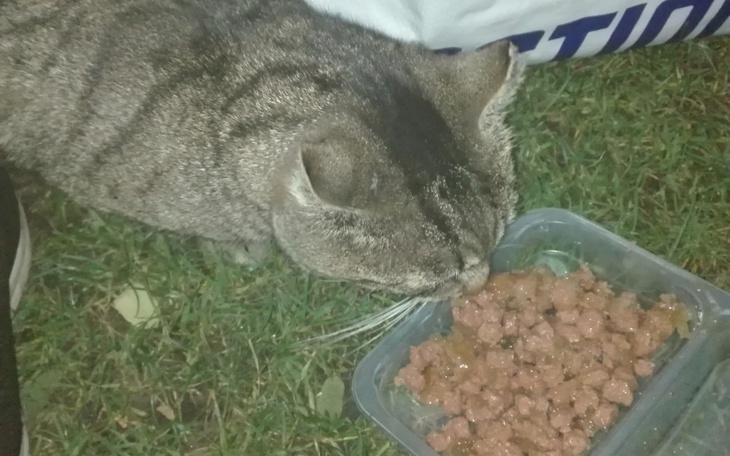 Kot jedzący karmę na trawie, w tle torba.