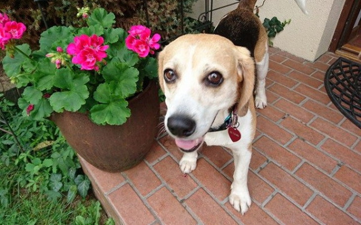 Zbiórka Dolly zerwała więzadło... - zdjęcie główne