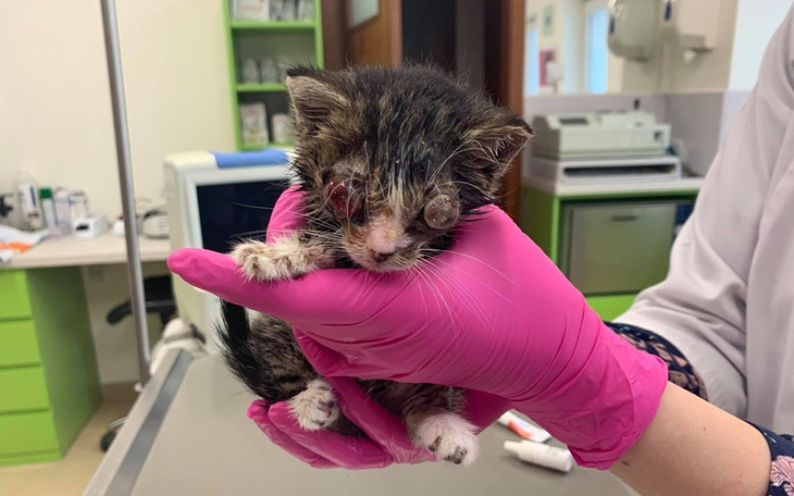 Zbiórka Na pomoc wiejskim kotom - zdjęcie główne