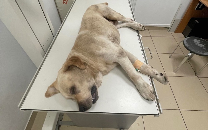 Zbiórka Labrador Kodi - Woła o pomoc - zdjęcie główne