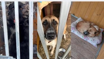 Zbiórka Naprawmy kojce awaryjne! - miniaturka zdjęcia