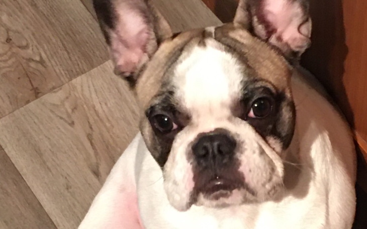 Zbiórka Buldog Francuski shila - zdjęcie główne