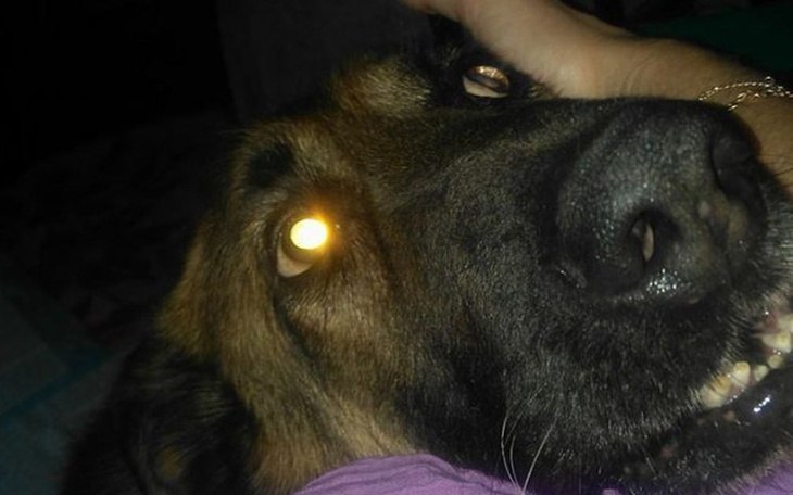 Zbiórka Pomoc na leczenie bezdomnego psa - zdjęcie główne