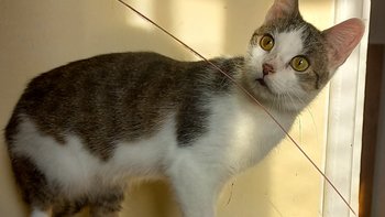 Zbiórka !SOS! koszty w kociarni. - miniaturka zdjęcia