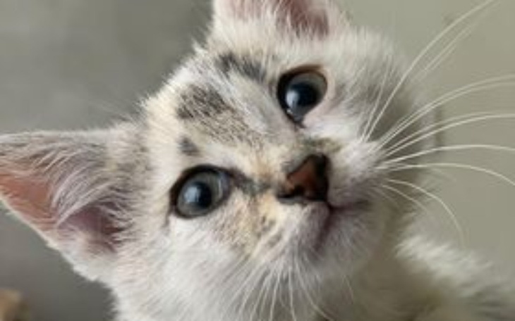 Zbiórka Kotka ze złamaną nóżką - zdjęcie główne