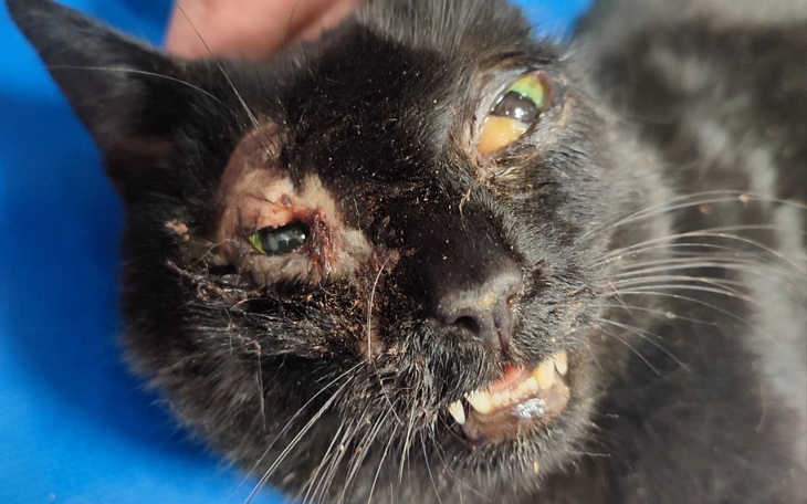 Zbiórka Mariolka walczy o swoje życie - zdjęcie główne