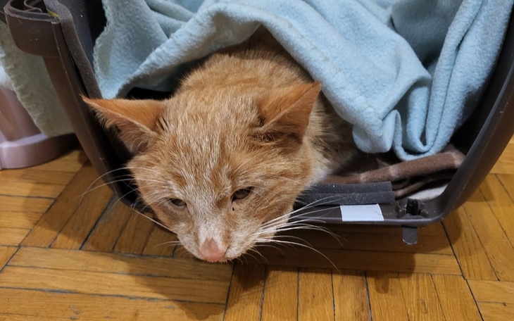 Zbiórka Bez tego leku Karmelek umrze - zdjęcie główne