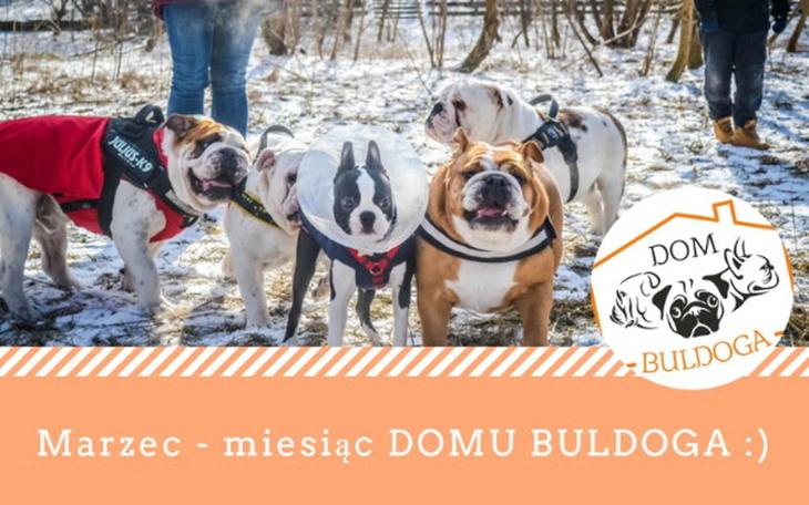 Zbiórka Wspieramy DOM BULDOGA! - zdjęcie główne