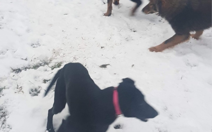 Zbiórka Na kastrację i utrzymanie psów w - zdjęcie główne