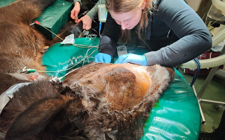 Zbiórka Uśpić czy ratować - zdjęcie główne