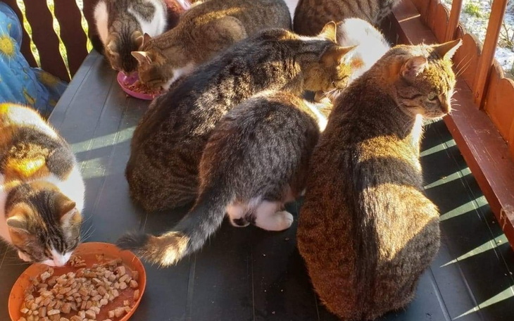 Zbiórka Na karmę dla dzikich kotów - zdjęcie główne