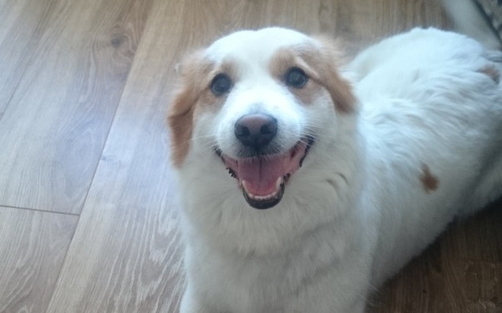 Zbiórka Operacja Sarci - zdjęcie główne