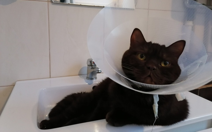 Zbiórka Pomoc dla Rysia z kamieniami - zdjęcie główne