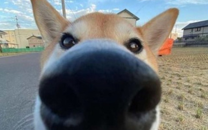 Pies rasy shiba inu z bliska, z wyraźnym nosem.