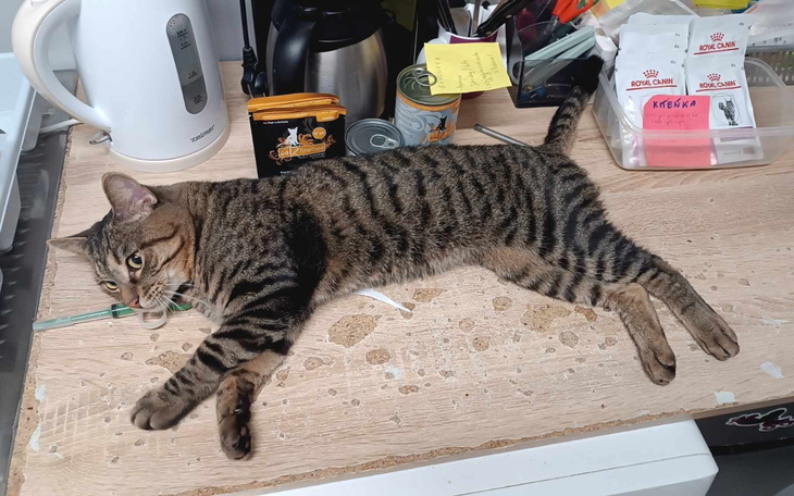 Kot leżący na stole, otoczony przedmiotami domowymi.