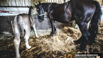 Zbiórka Karina i Karmelek idą na rzeź - miniaturka zdjęcia