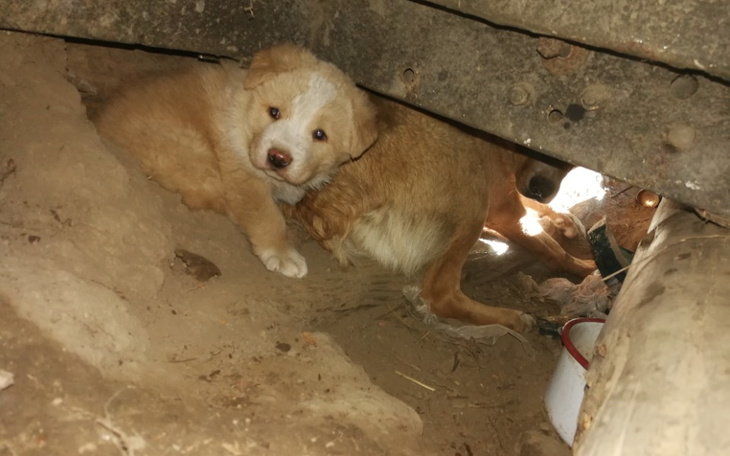 Zbiórka Siedem psów z Lipowej - zdjęcie główne