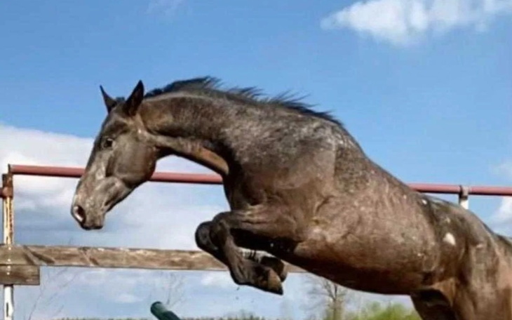 Zbiórka mój własny Koń - zdjęcie główne