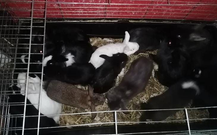 Zbiórka Interwenciaki potrzebują pomocy - zdjęcie główne